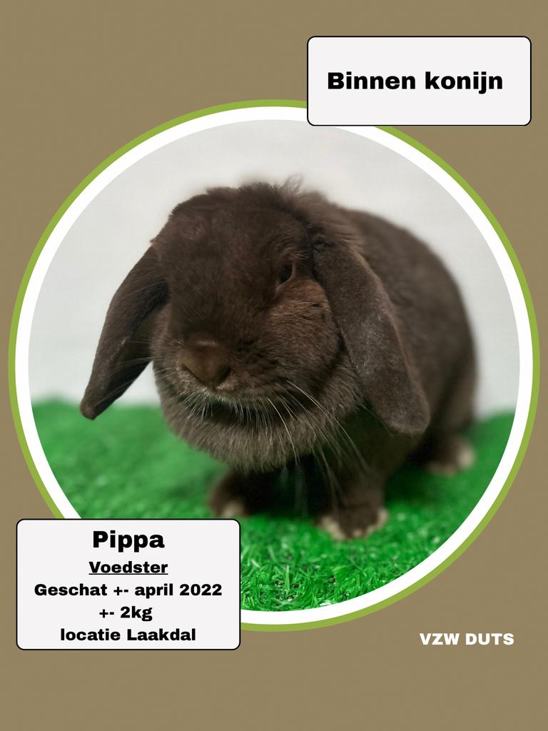 Voedster voor binnen ter adoptie vzw duts, Dieren en Toebehoren, Vrouwelijk, Klein