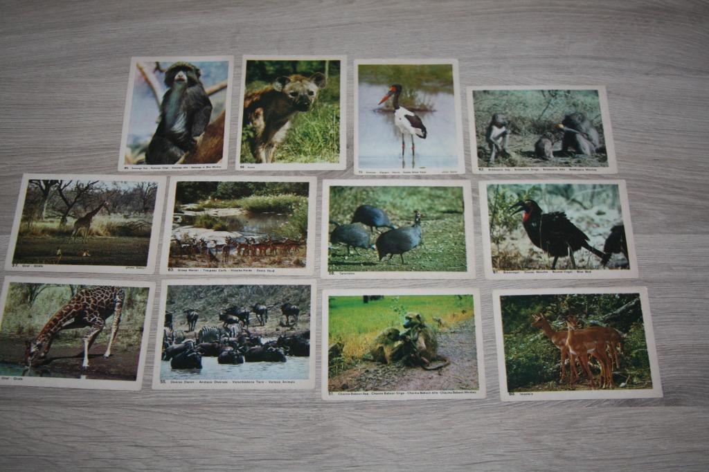 Monty Gum kaarten ( 12 plaatjes ) Safari dieren, Verzamelen, 1960 tot 1980, Gebruikt, Ophalen of Verzenden, Dier