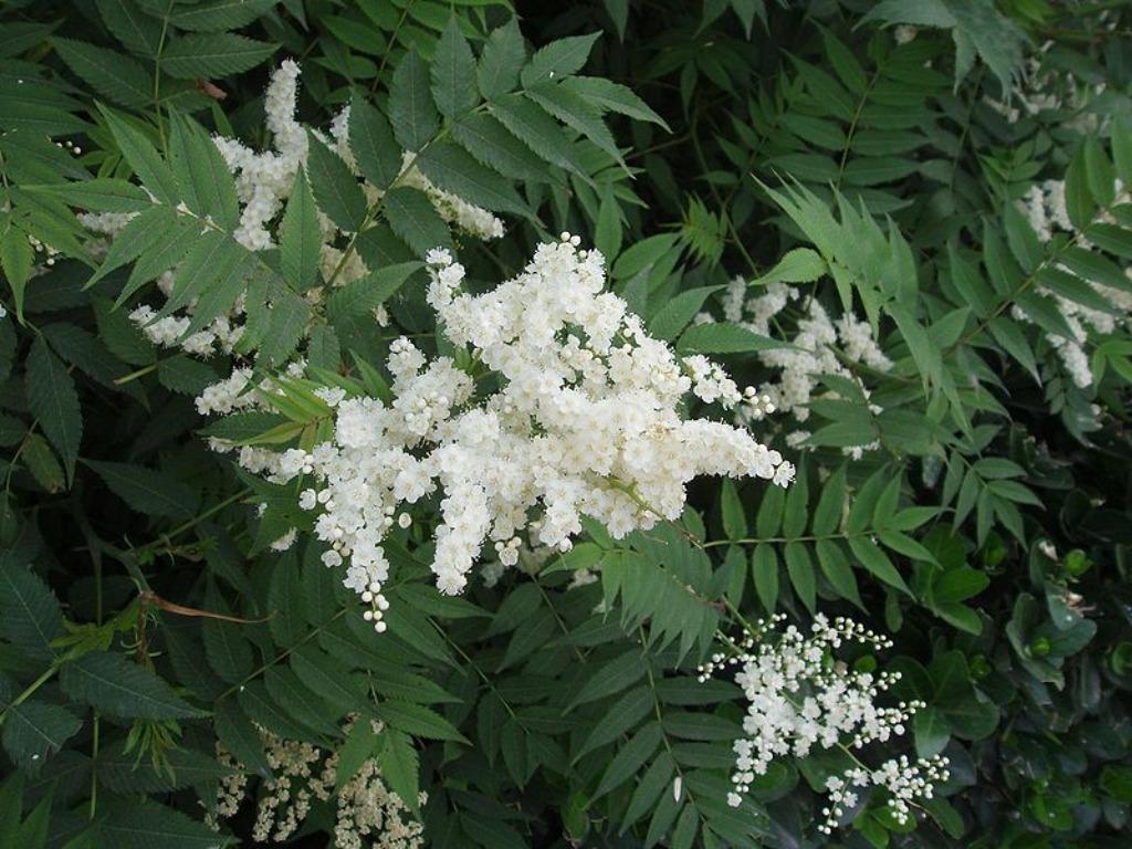 Stekken van lijsterbesspirea - sorbaria, Ophalen, Overige soorten, Struik, 100 tot 250 cm