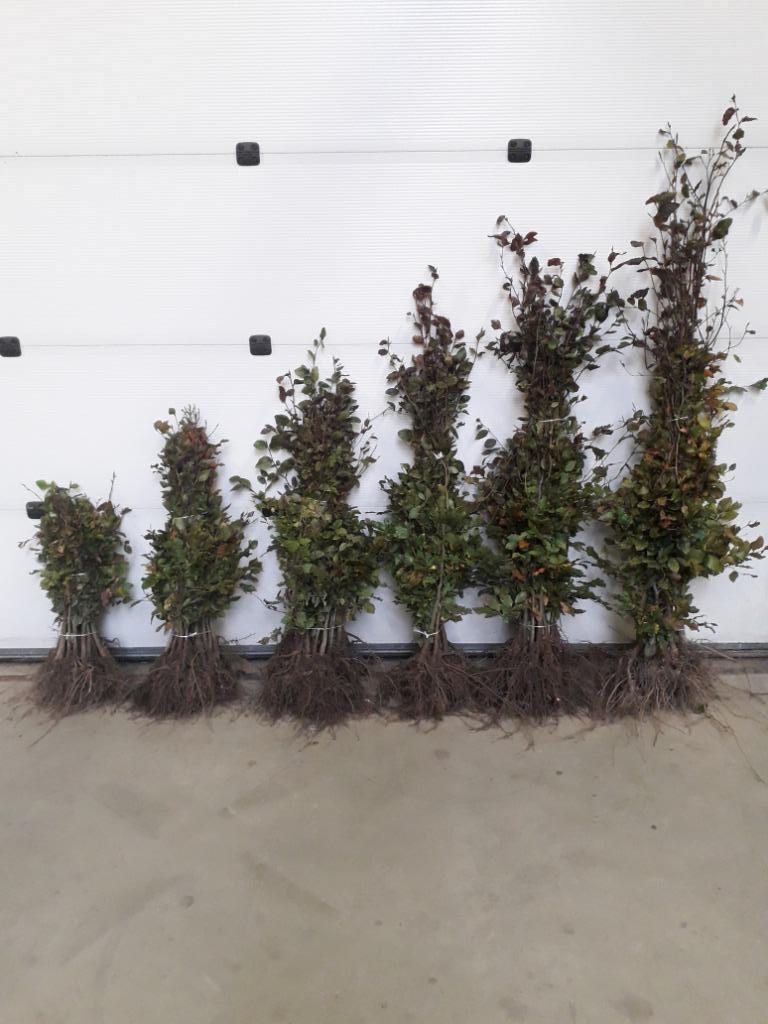 Rode Beuk / Fagus sylvatica 'Atropunicea', Tuin en Terras, Ophalen, Haagbeuk