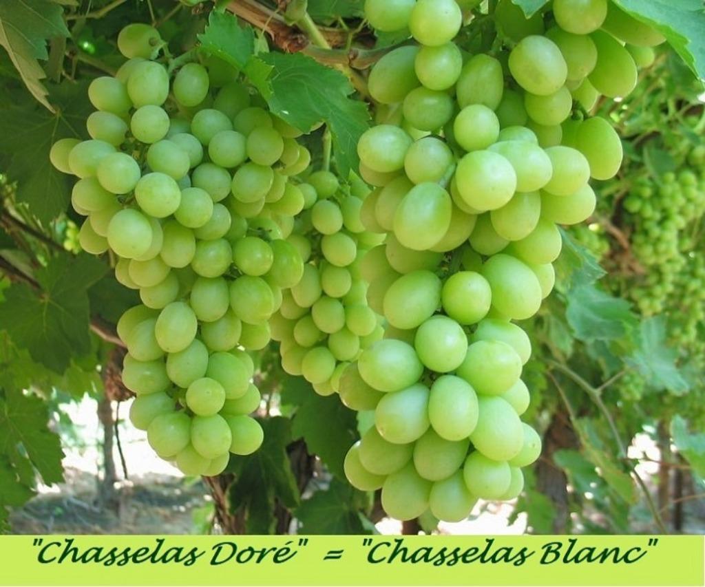 DRUIVENPLANTEN: oa "CHASSELAS DORÉ", (LEKKERE WITTE DRUIVEN), Tuin en Terras, Volle zon, Vaste plant, Ophalen of Verzenden, Fruitplanten