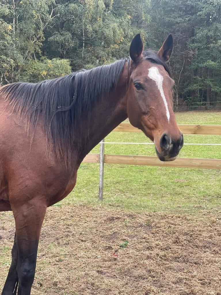 Verzorgers gevraagd / gezocht, Dieren en Toebehoren, Paarden