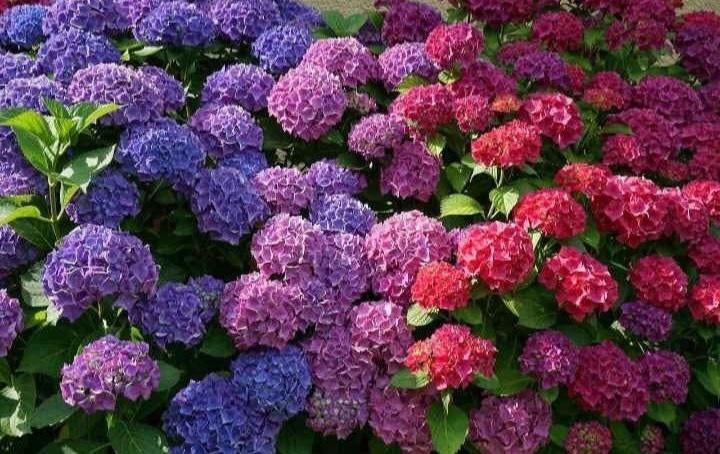 Hortensia, Enlèvement, Hortensia