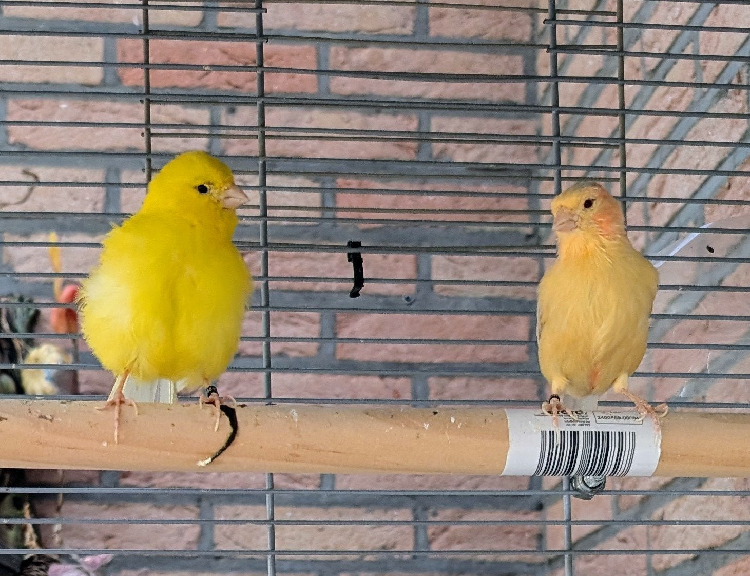 2 kanaries man, Dieren en Toebehoren, Mannelijk