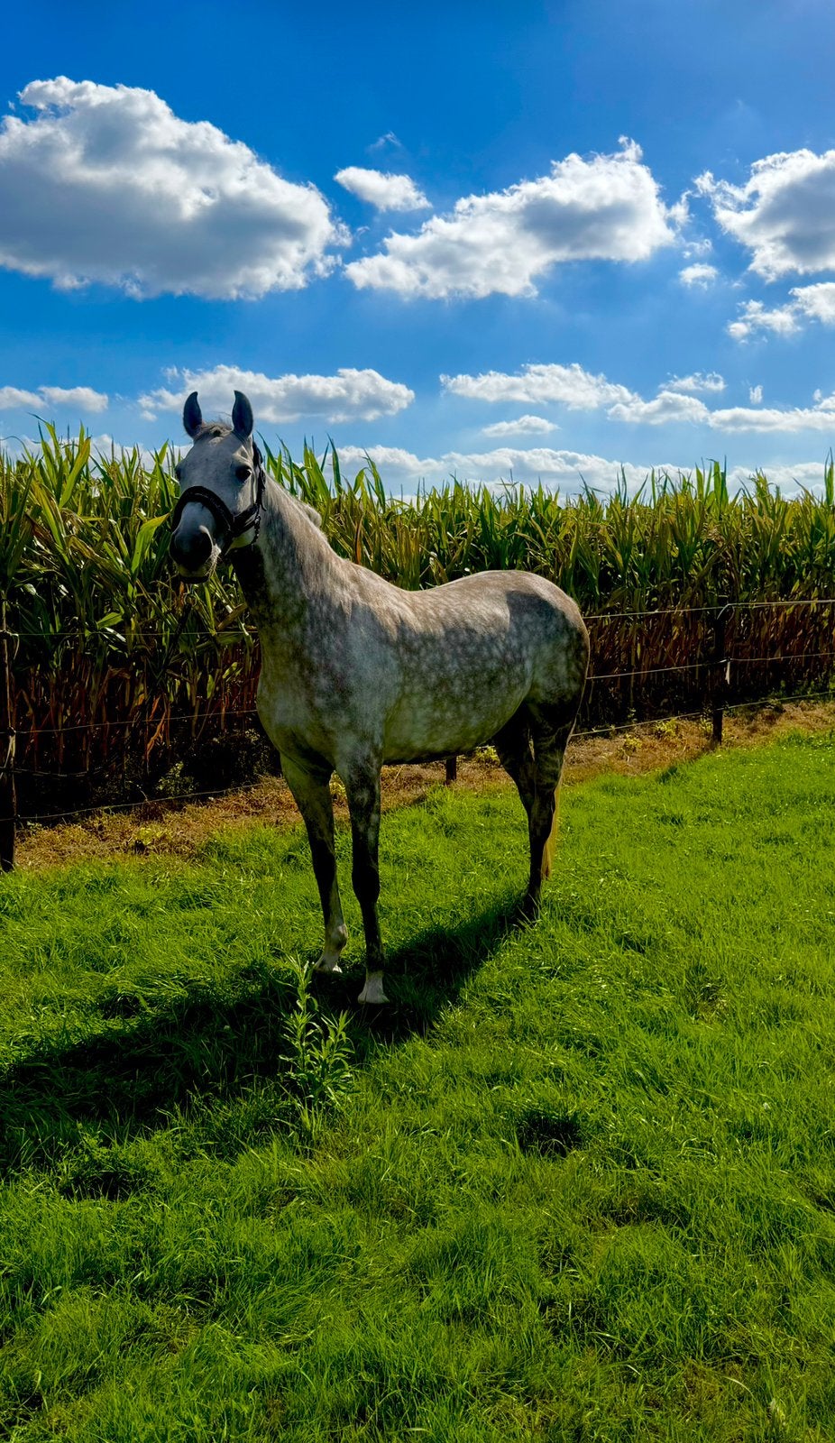 Leuke merrie, Avec pedigree, Débourré, Moins de 160 cm, Cheval de récréation