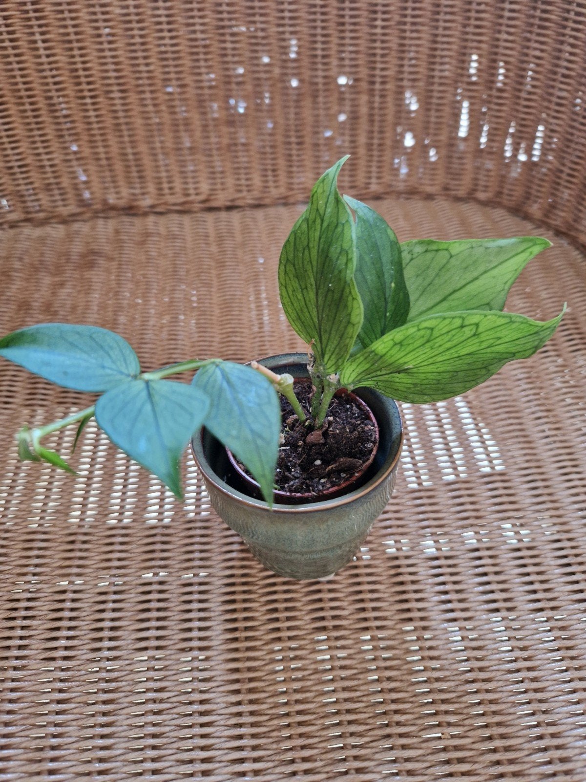 Hoya polyneura, Ophalen of Verzenden