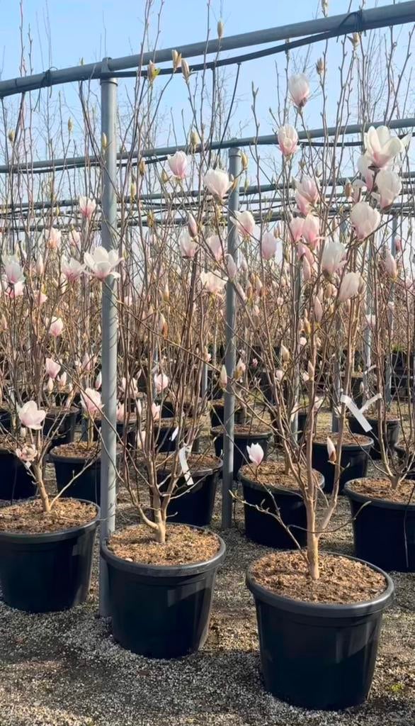 Magnolia soulangeana tulpenbomen | meerstammig, Ophalen of Verzenden