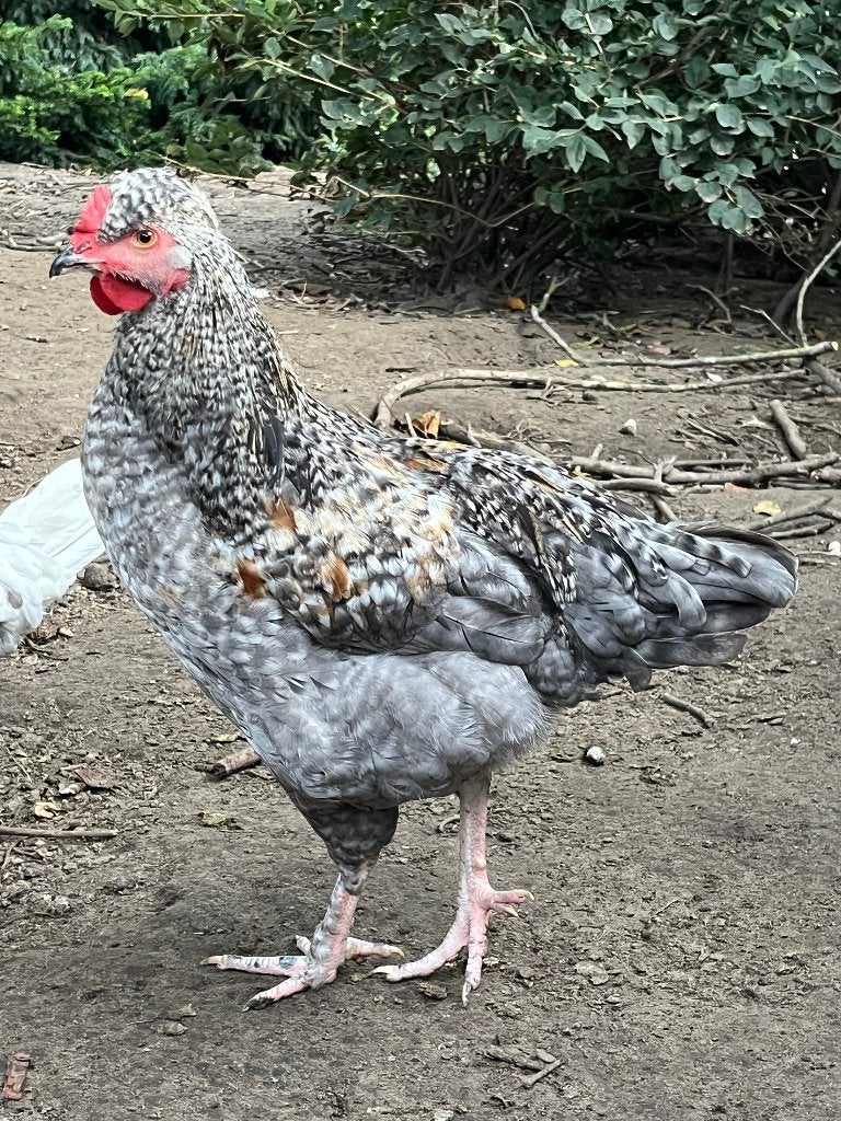 Haan kruising Mechelse koekoek, Mannelijk, Kip
