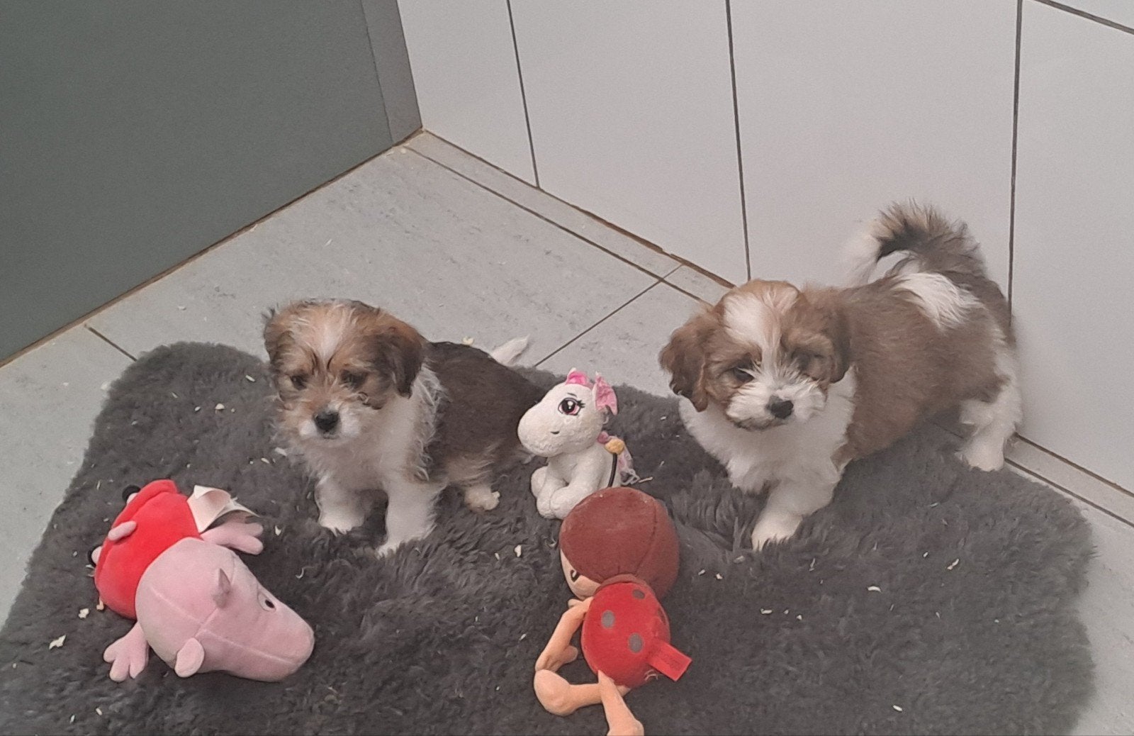 boomertjes, België, 8 tot 15 weken, Meerdere, Meerdere dieren