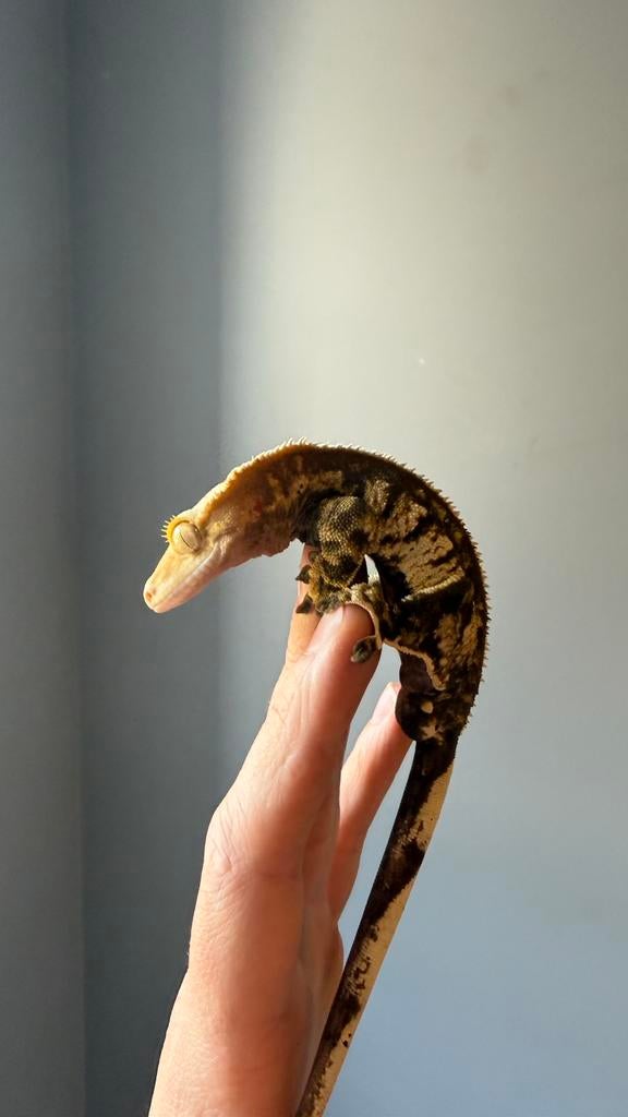Wimpergekko crested geko gecko a crete, Dieren en Toebehoren