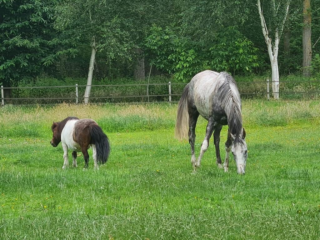 Lieve merrie met papieren 7 jaar., Merrie, Springpaard, Met stamboom, B