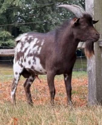Mooie choco stippel bok   te huur of te koop ., Dieren en Toebehoren, Mannelijk, Geit, 0 tot 2 jaar