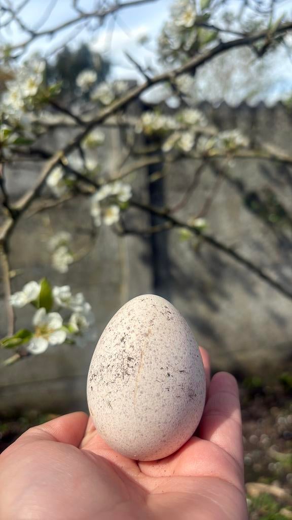Kalkoeneieren, Dieren en Toebehoren, Pluimvee, Geslacht onbekend, Kalkoen