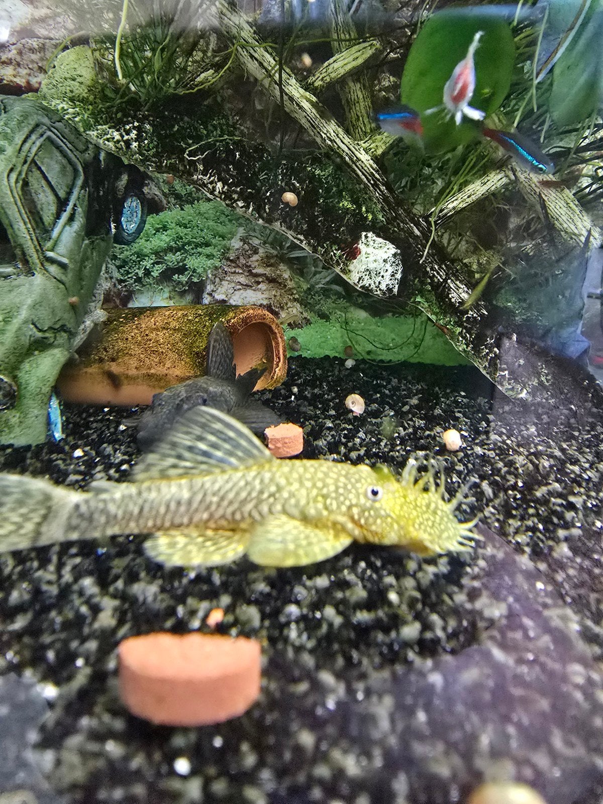 Ancistrus albinos mâle