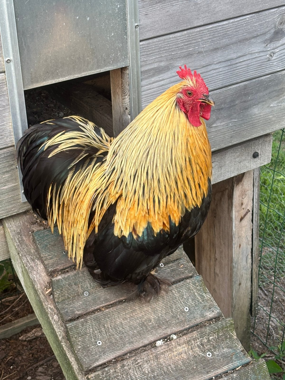 Cochin kriel koppel en keuken., Dieren en Toebehoren