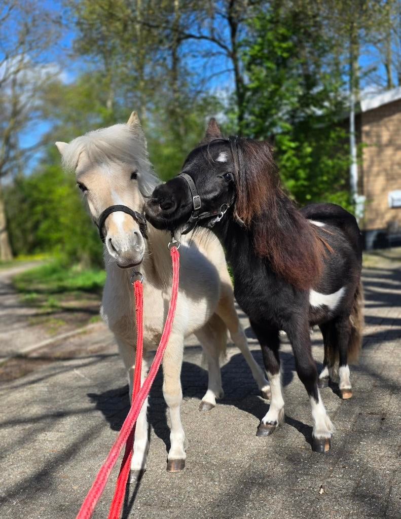 Prachtige homozygoot palomino bonte jaarling hengst!!, Dieren en Toebehoren, Met stamboom, Niet van toepassing, 0 tot 2 jaar, Hengst