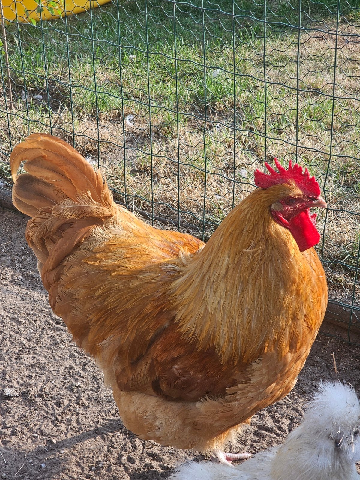 2 hanen gratis, Dieren en Toebehoren, Pluimvee