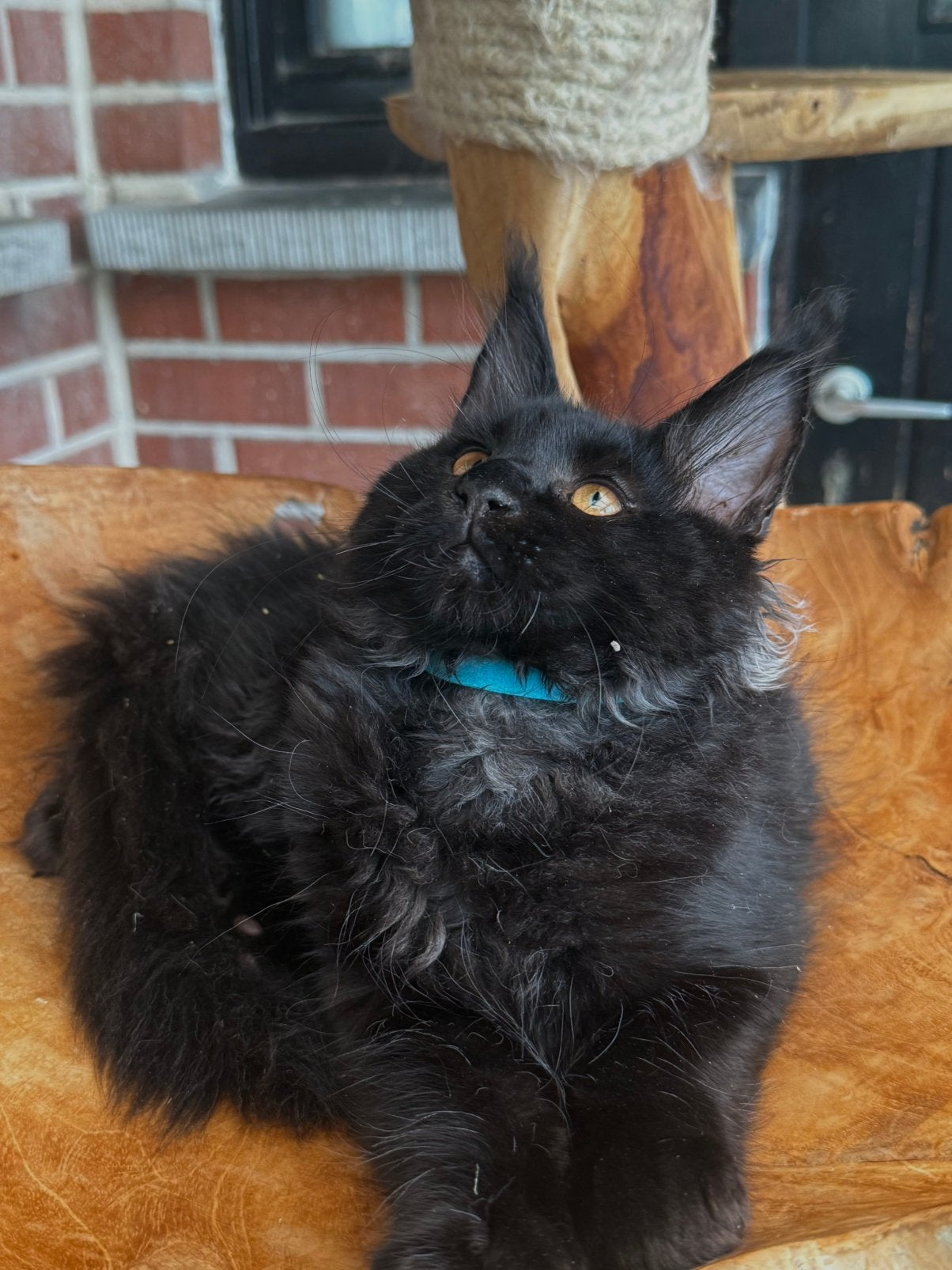Prachtige Maine Coon kittens met stamboom van geteste ouders, Dieren en Toebehoren, Katten en Kittens | Raskatten | Langhaar, Kater