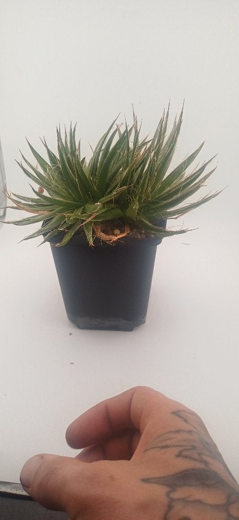 agave schidigera, Plante succulente, Moins de 100 cm, Plante verte, Plein soleil