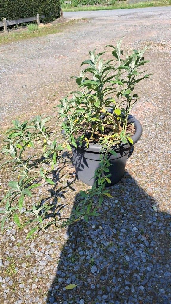 vlinderstruik, Tuin en Terras, Ophalen