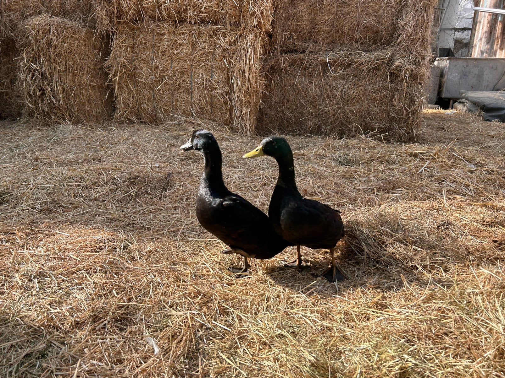 Koppeltje smaragd eenden, Dieren en Toebehoren, Pluimvee, Meerdere dieren, Eend