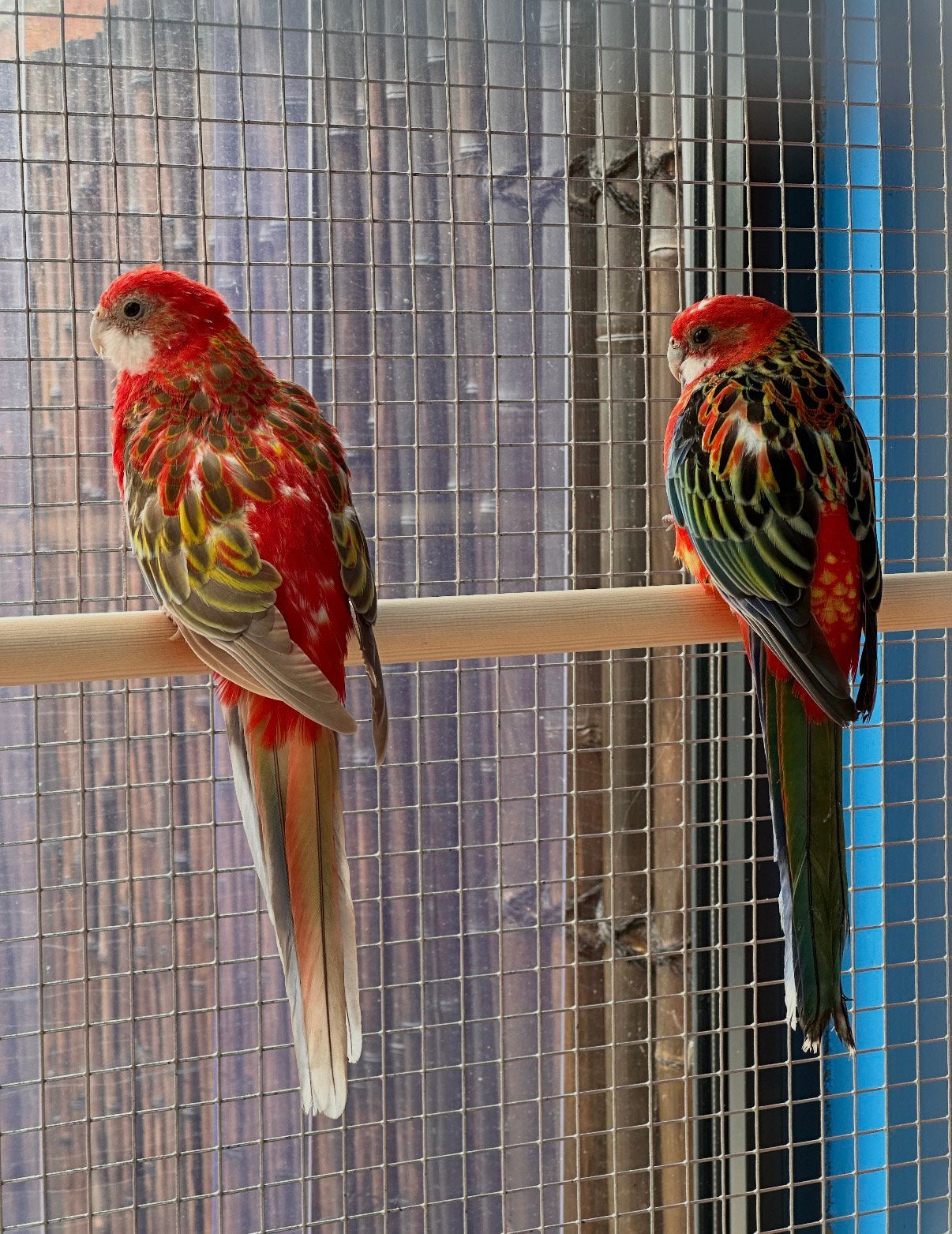 Rosella’s te koop