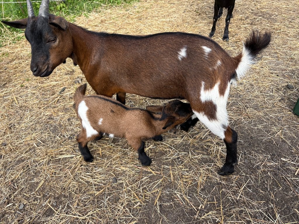 Dwerggeit en haar kind, Dieren en Toebehoren, Meerdere dieren, Geit, 0 tot 2 jaar