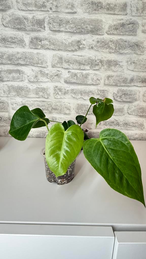 Anthurium veitchii, Huis en Inrichting, Kamerplanten, Ophalen