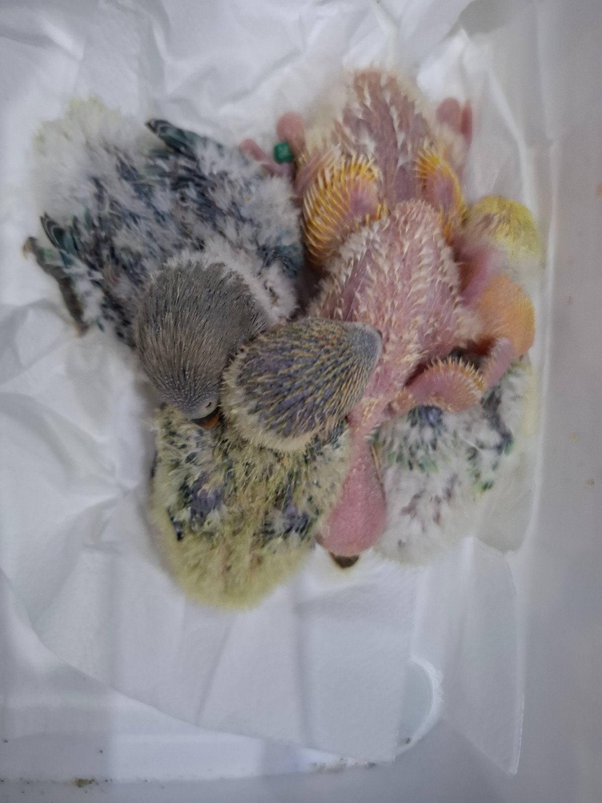 lovebird babys handtam