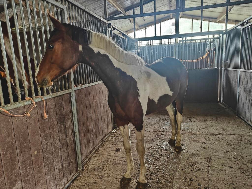 Ter dekking bonte hengst, Hengst