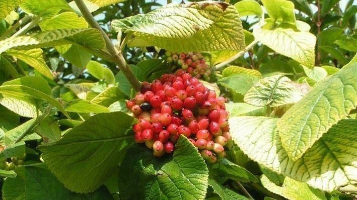 Viburnum Lantana — Boule de neige laineuse, Enlèvement ou Envoi, Arbuste