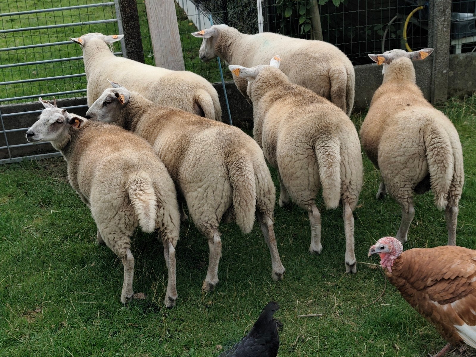 4 jonge schapen, Dieren en Toebehoren, 0 tot 2 jaar