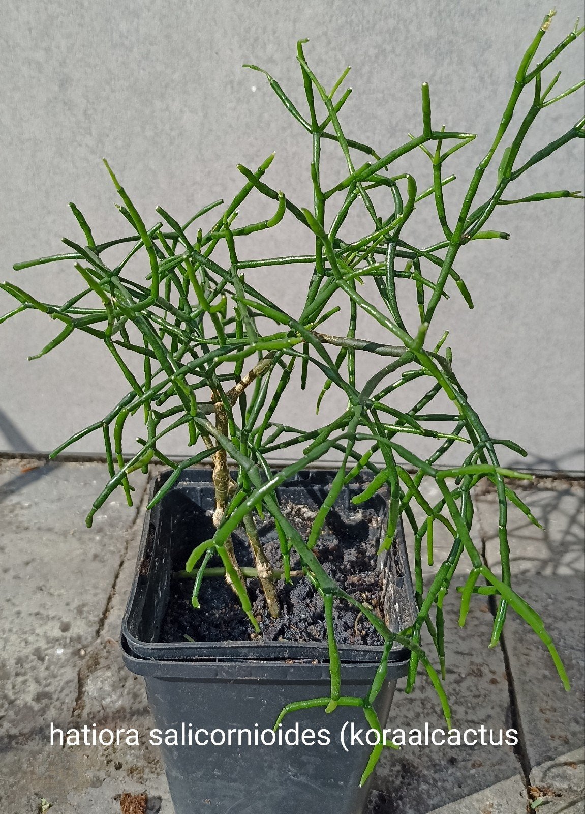 plante d'intérieur, 4 pièces en stock, Enlèvement