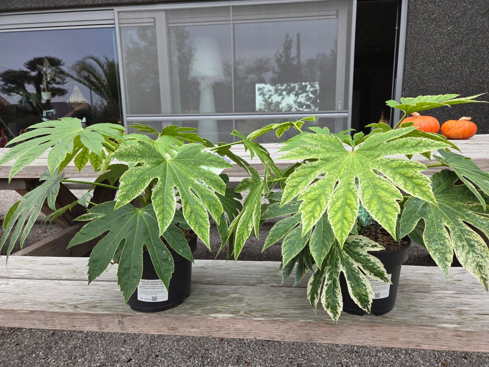 Fatsia Japonica - Bonte Vingerplant, Ophalen, Halfschaduw