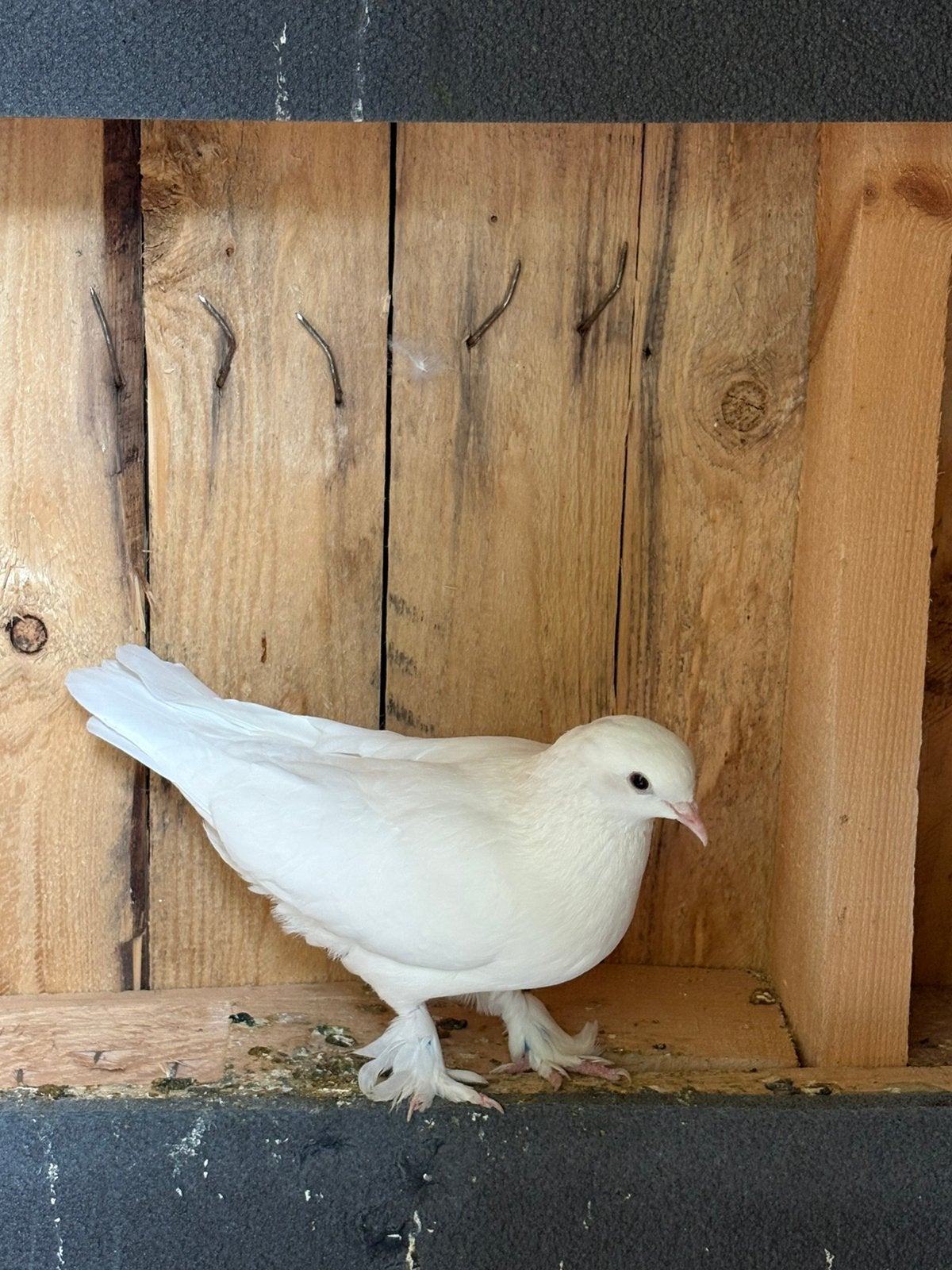 15€ vrouwelijk, Dieren en Toebehoren, Vogels | Overige Vogels, Vrouwelijk