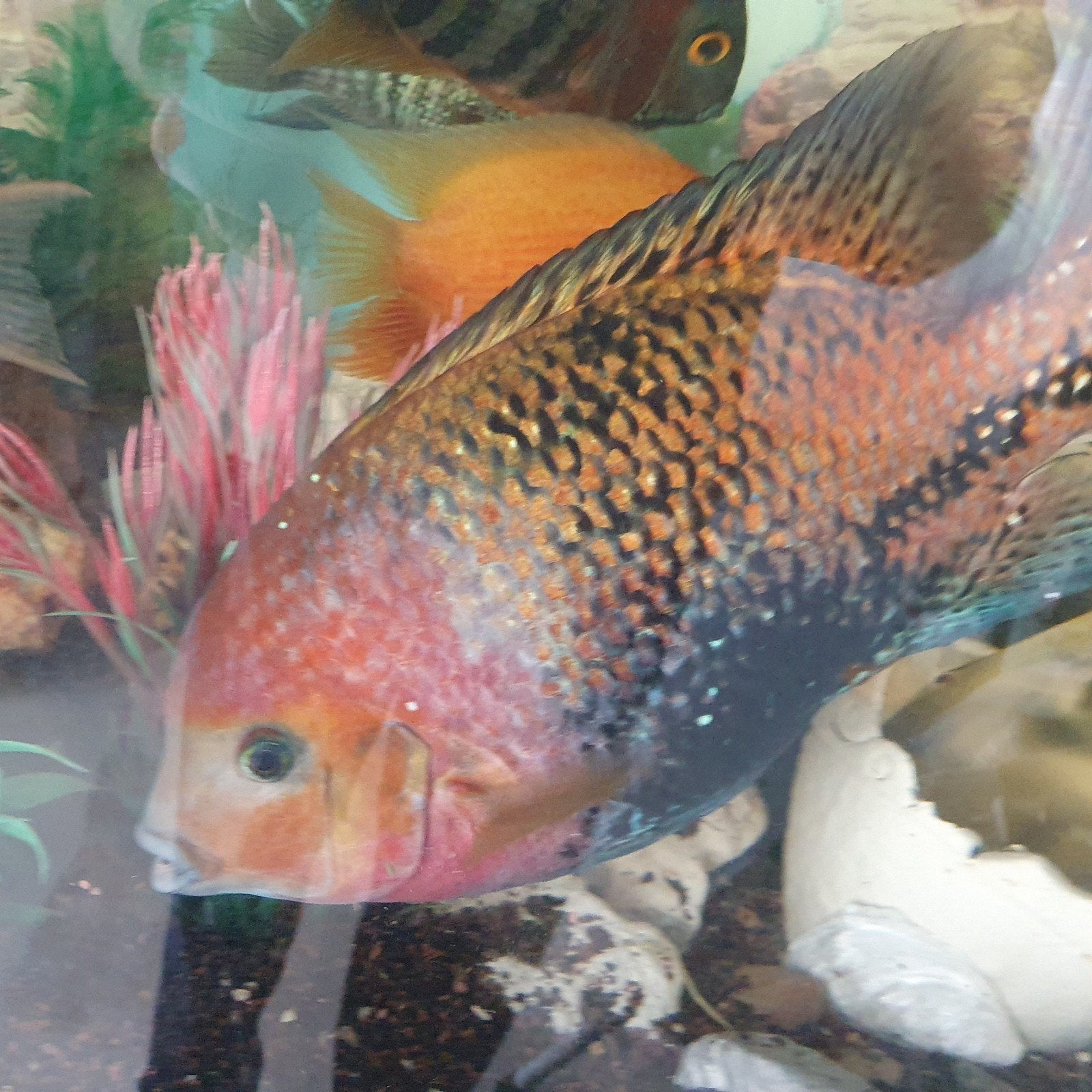 Zeer mooie Vieja melanuma cichlide xl, Dieren en Toebehoren, Vissen | Aquariumvissen