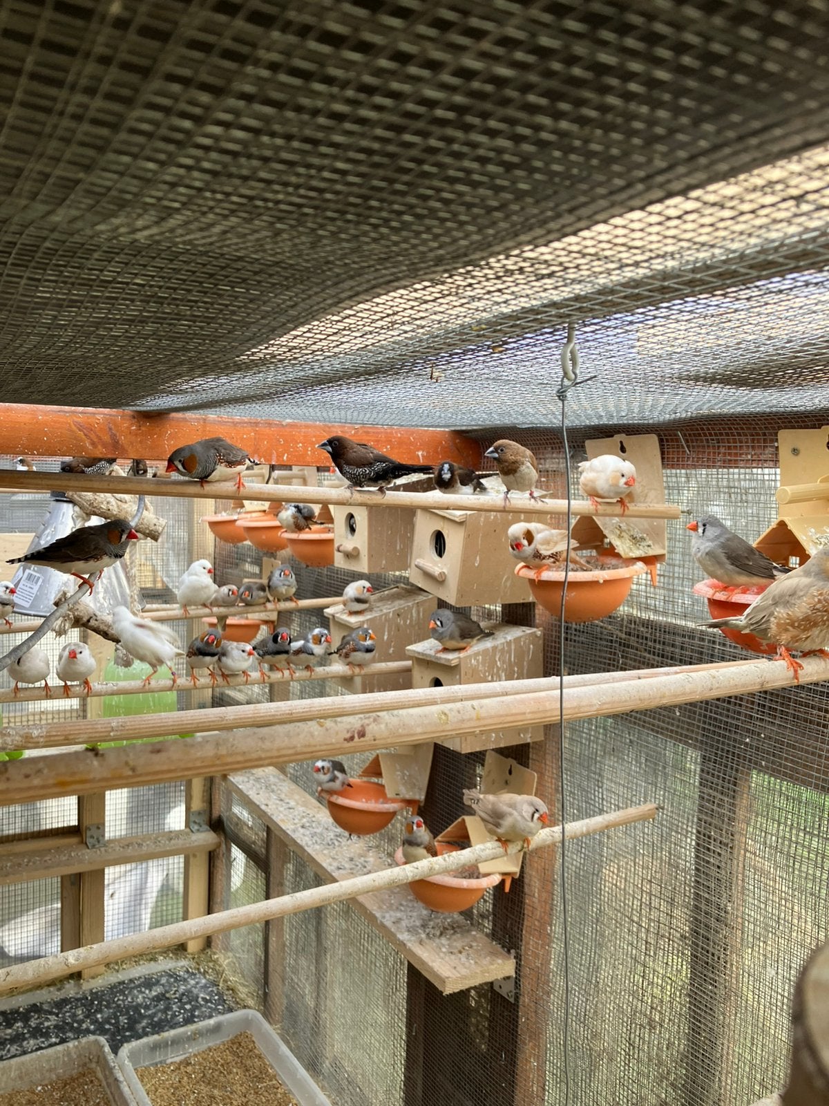 EXOTEN:KWEEKRIJPE-WINTERHARDE ZEBRAVINKJES  15 EURO/KOPPEL, Meerdere dieren, Tropenvogel