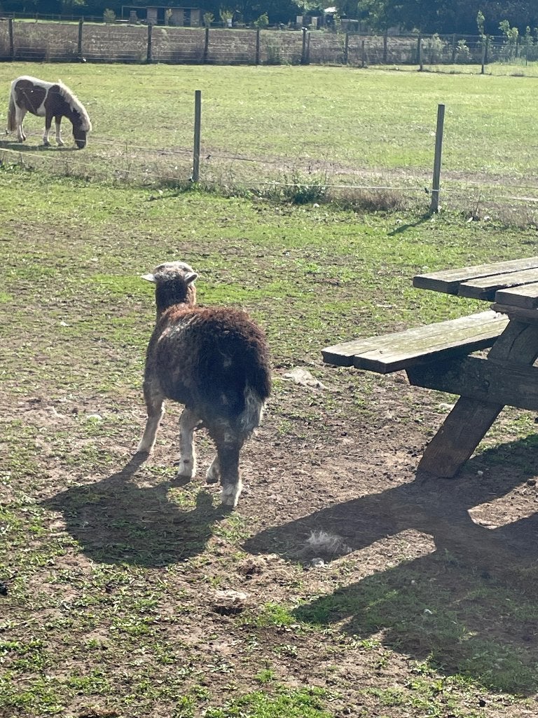 Herdwick schapen, Plusieurs animaux, Mouton, 0 à 2 ans