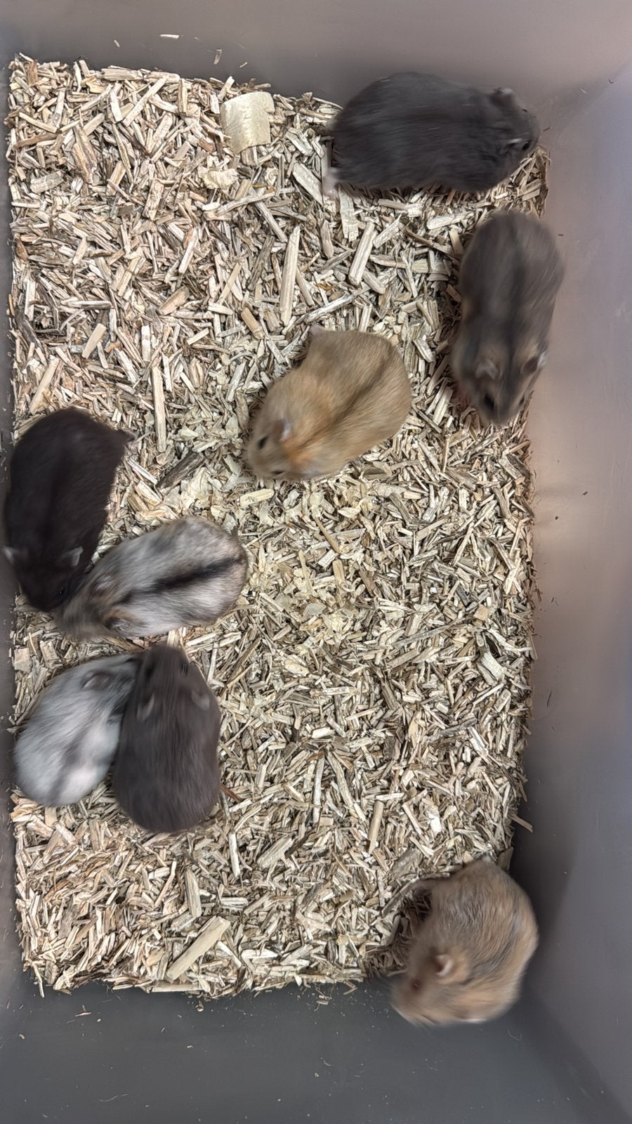 Tamme Russische Dwerghamsters, Animaux & Accessoires, Rongeurs, Hamster, Domestique, Plusieurs animaux, Mai