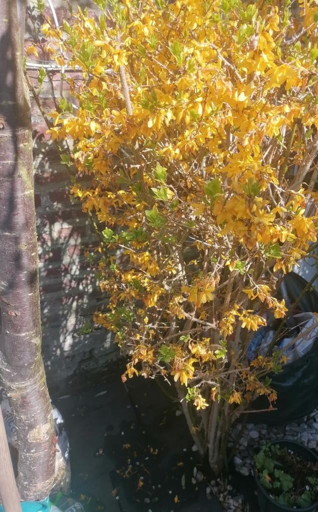 forsythia en pleine floraison, Ophalen