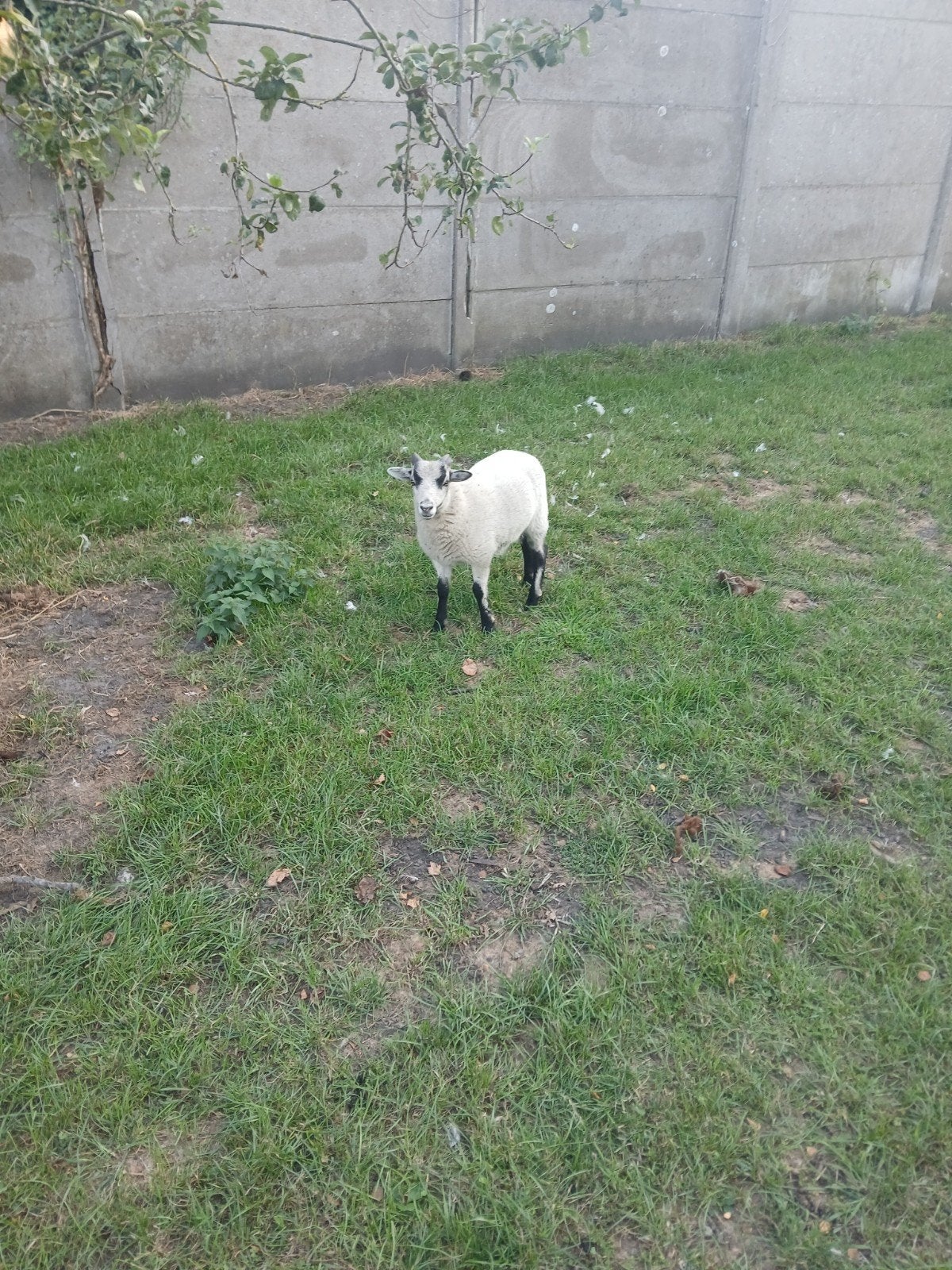 oussant bok, Mâle, 0 à 2 ans