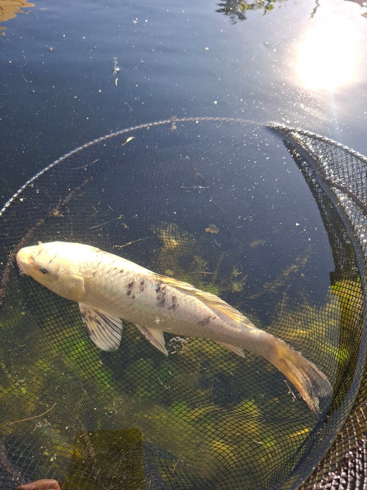 Koi te koop, Dieren en Toebehoren