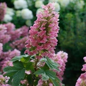 Hydrangea quercifolia Amethyst, Ophalen