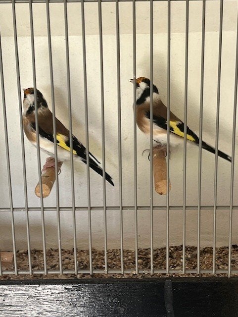 Major putters, Dieren en Toebehoren, Meerdere dieren, Wildzangvogel, Geringd