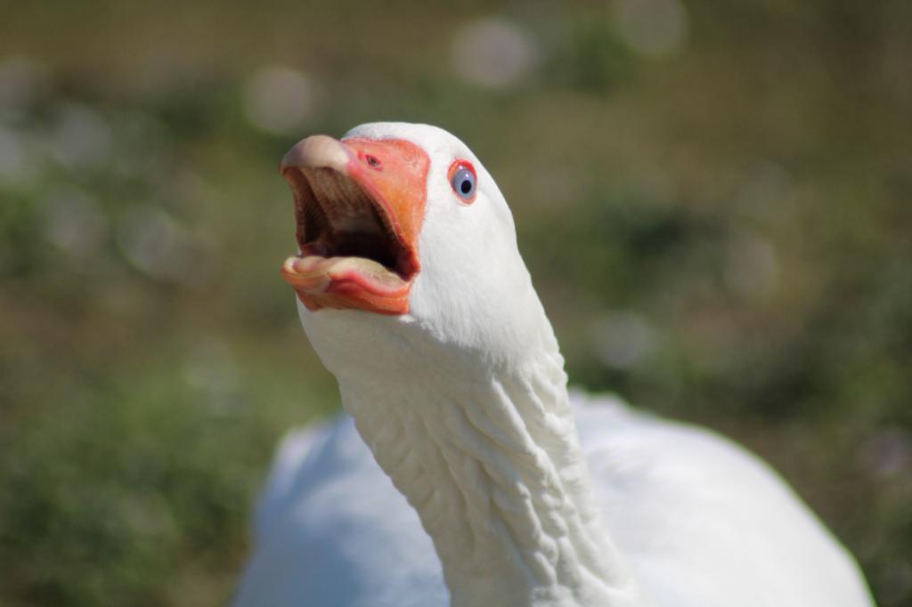 Ganzeneieren, Dieren en Toebehoren, Ophalen