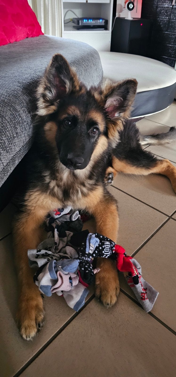 Berger allemand de 4 mois a vendre, Animaux & Accessoires, 15 semaines à 1 an, Particulier, Un chien, Hépatite contagieuse (maladie de Rubarth)