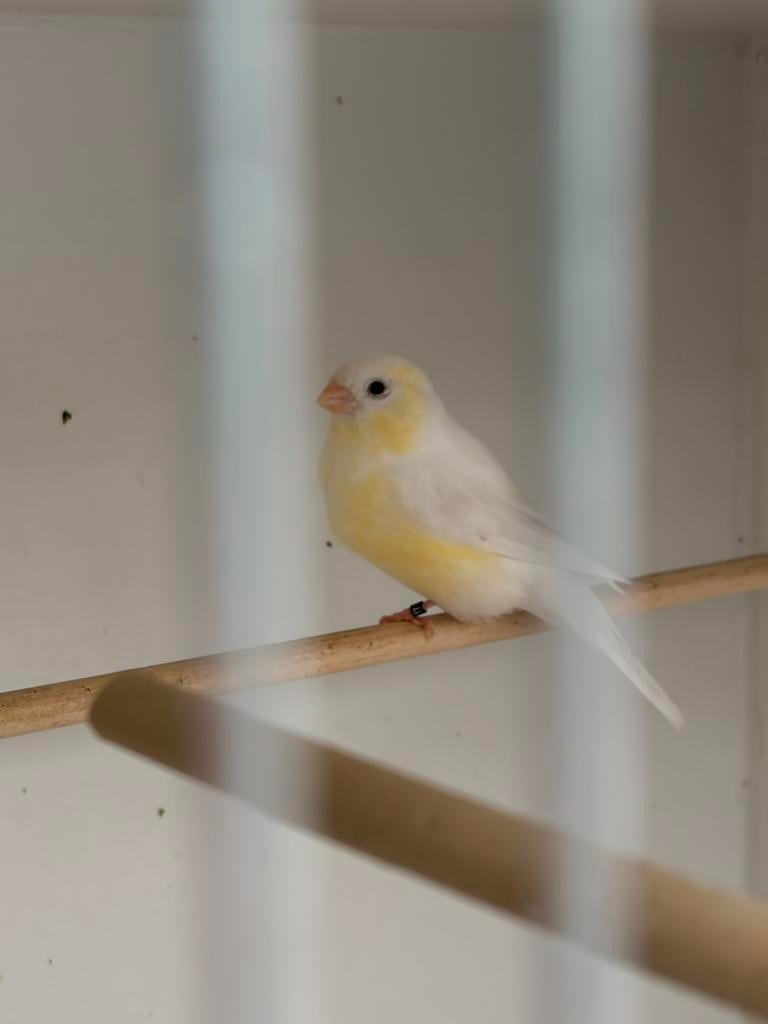 Wit gele goudvink man 25, Dieren en Toebehoren