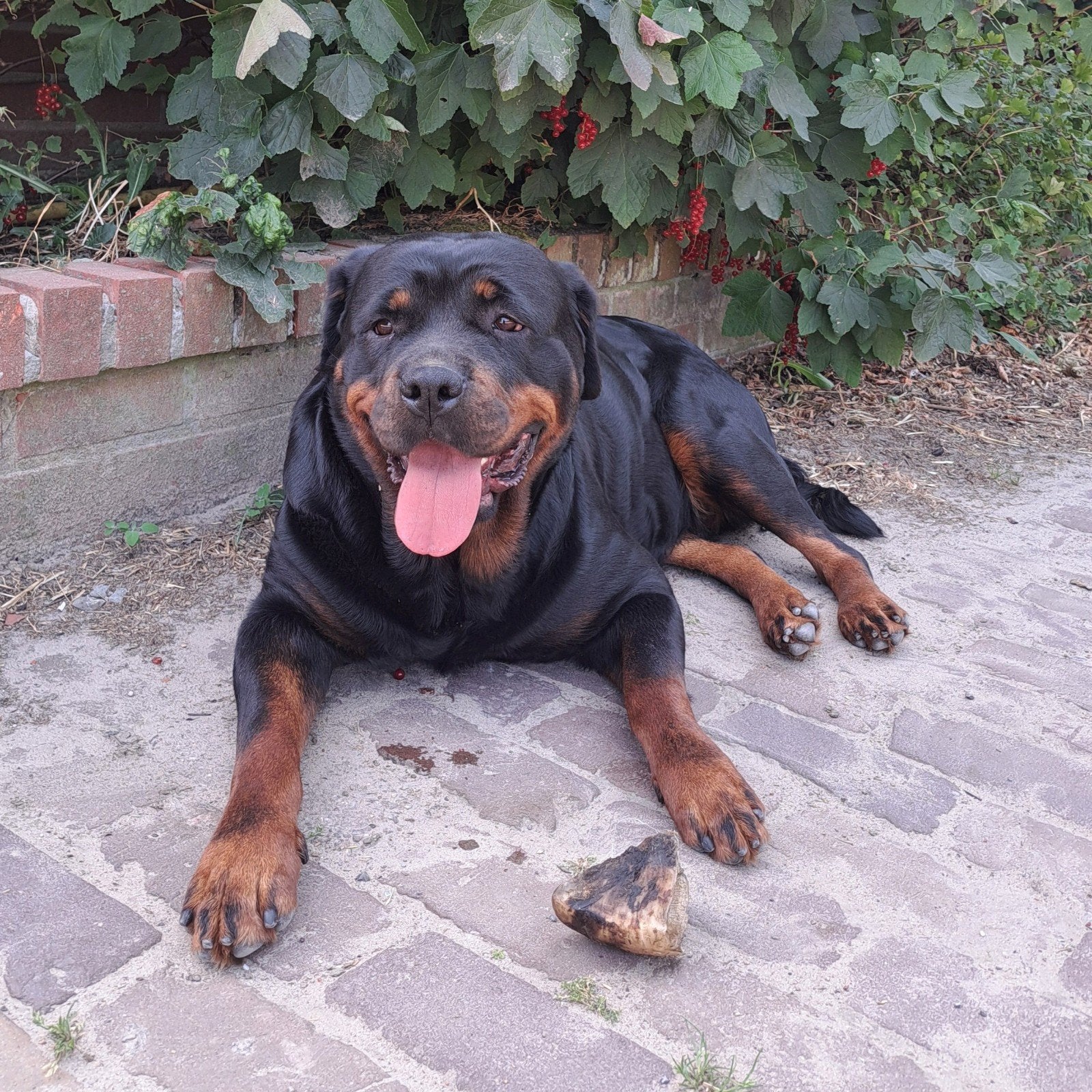 Lieve rottweiler teef bijna 2 jaar op boerderij, Dieren en Toebehoren, België, 1 tot 2 jaar, Teef, Eén hond