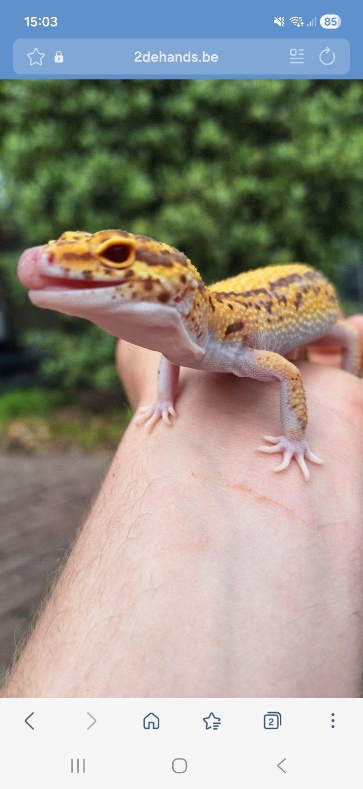 luipaardgekko ruilen met jaxson kameleon, Hagedis, Tam, 3 tot 6 jaar