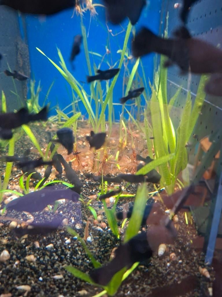 Black Molly - halfwas, Dieren en Toebehoren, Vissen | Aquariumvissen, Vis, Zoetwatervis